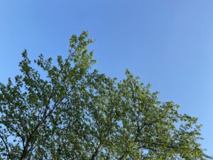 青空　桜の木