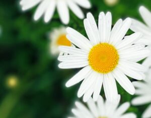 マーガレット　白い　花