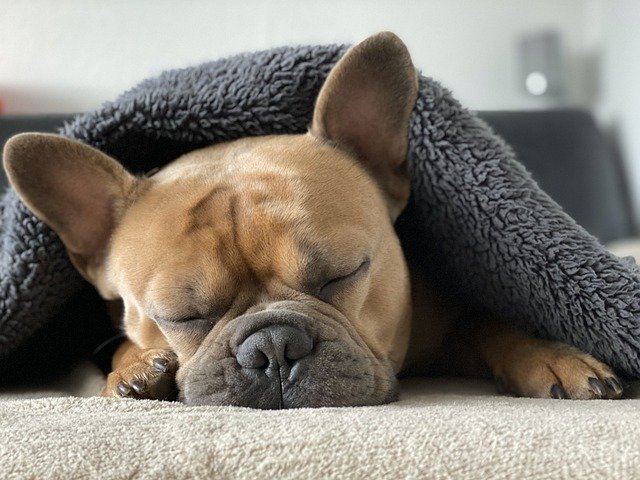 フレンチ ブルドッグ 犬 ペット 睡眠