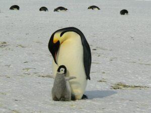 ペンギンコウテイペンギン赤ちゃん母親