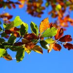 紅葉　葉っぱ　カラフルな葉　秋の色　枝