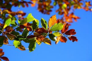 紅葉　葉っぱ　カラフルな葉　秋の色　枝