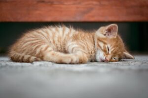 子猫　可愛い　睡眠　寝落ち　赤毛　赤