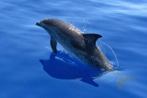 イルカ 海 海洋 海の生き物 飛躍 海洋哺乳類 哺乳類 自由