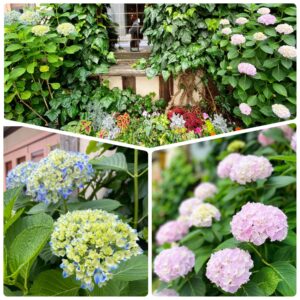 TRATTORIA Companio 店頭の紫陽花